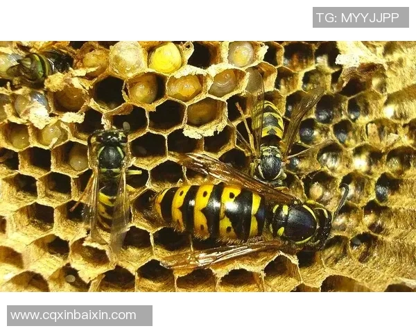 黄蜂生态揭秘：从捕食习性到巢穴建设，深入探讨黄蜂的生存智慧与行为模式